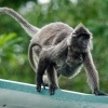 Hulman stribrny - Trachypithecus cristatus - Silvered leaf monkey or Silvery langur o8869